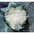 ACF351 Heizi 65 days maturity cauliflower seeds vegetable seeds companies